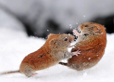 Marquage urinaire du chat