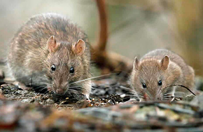 Marquage urinaire du chat