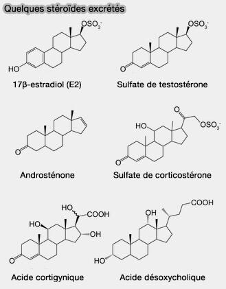 Communication interspécifique