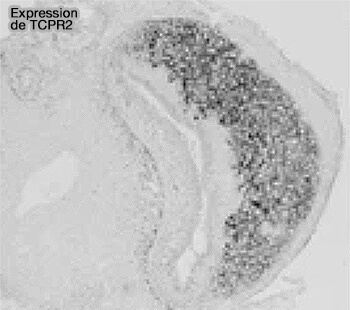Expression de TCPR2 dans la VNO