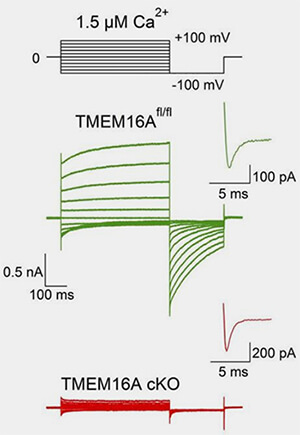 TMEM16A/ANO1 KO