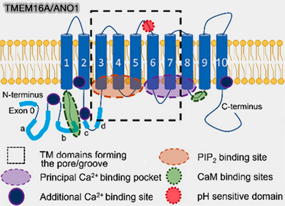 TMEM16A/ANO1 KO