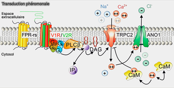 Transduction phéromonale
