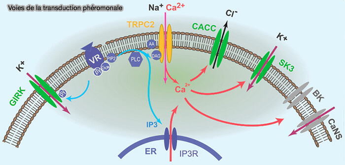 Transduction phéromonale