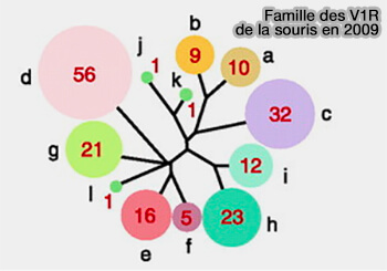 Cinq gènes Fpr de souris du VNO