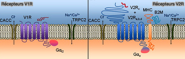 Récepteurs V1R et V2R