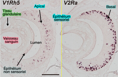 Localisation des V1R et V2R dans le VNO