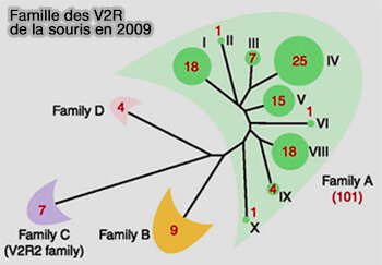 Cinq gènes Fpr de souris du VNO