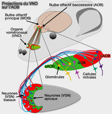 Projection du VNO sur l'AOB