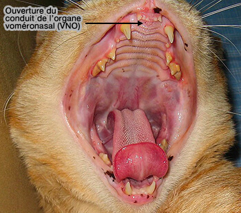 Ouverture du VNO chez le chat