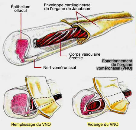 Papilles incisives du chien
