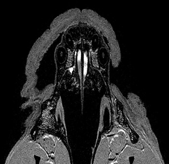 Papilles incisives du chien