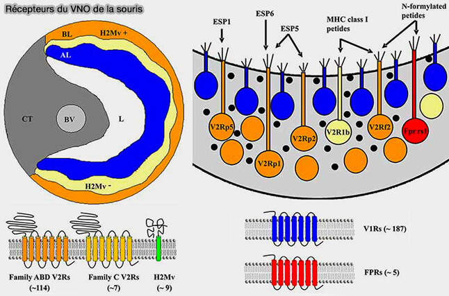 Récepteurs du VNO de la souris