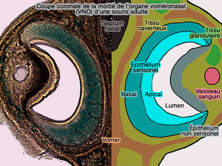Coupe coronale de l'organe voméronasal (VNO) de  la souris