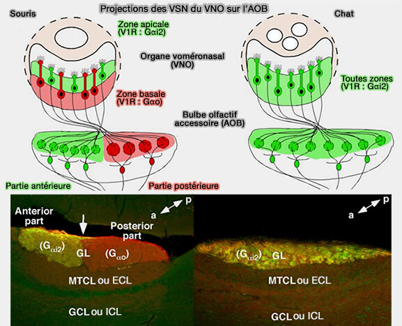 Projections des cellules sensorielles voméronasales (VSN) sur l'AOB