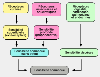 Sensibilté somatique et viscérale