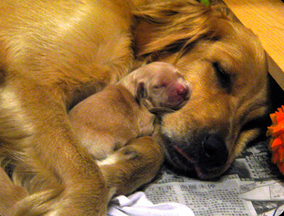 Communication tactile mère/chaton