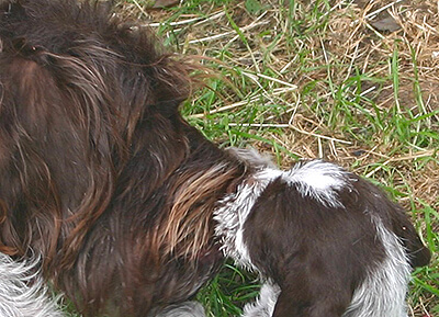 Communication tactile chienne/chiot