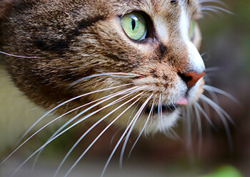 Vibrisses du chat