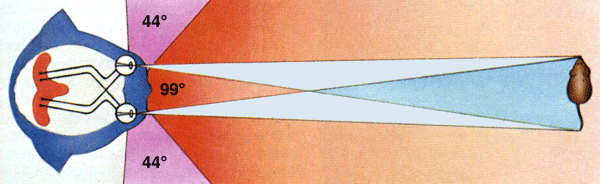 Champs visuel et binoculaire du chat (©Wright/Walters) Champs visuel et binoculaire