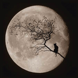 Chat devant la lune