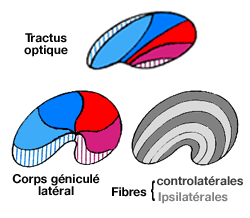 Rétinotopie du corps genouillé latéral