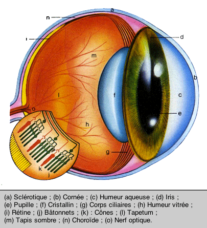 Coupe d'oeil de chat