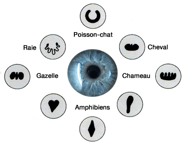 Différentes formes de pupilles