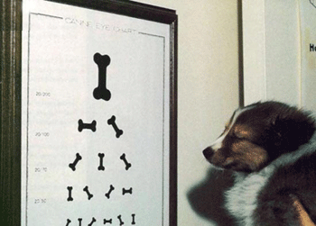 Test visuel pour chien