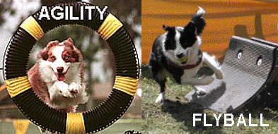 Agility et Flyball