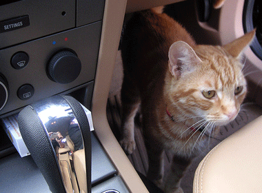 Chat en voiture